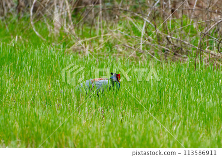 農田養殖雉雞♂ 113586911