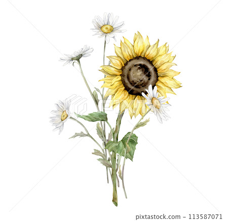 Watercolor bouquet of daisy and sunflower flowers. Watercolor hand drawing illustration on isolated white background. White chamomile and yellow botanical plants. Composition from painted summer flora 113587071