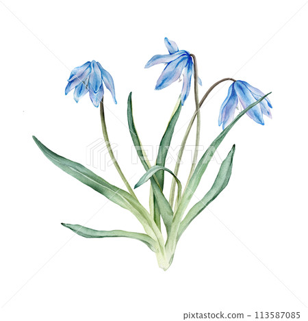 A bouquet of the light blue first spring flowers. Watercolor botanical illustration of delicate lilac flowers. Three scillas hand drawn isolated on white background. 113587085