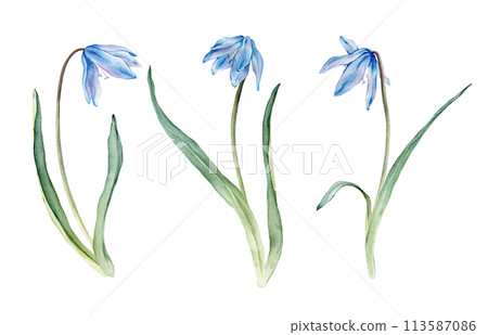 Set of the light blue first spring flowers. Watercolor botanical illustration of delicate lilac flowers. Three scillas hand drawn isolated on white background. little bouquet. 113587086