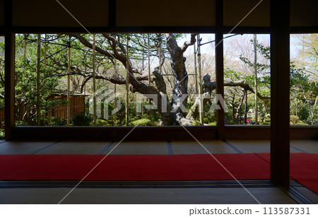 The five-leaf pine tree at Bankan-en Garden, Hosen-in Temple, Ohara, Sakyo Ward, Kyoto City 113587331