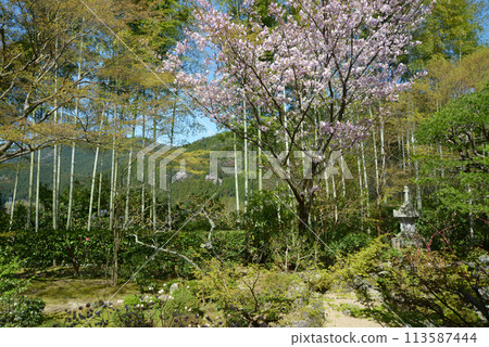 京都市左京區寶泉院銀行櫻花園大原 113587444