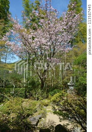 Cherry blossoms at Bankan-en Garden, Hosen-in Temple, Ohara, Sakyo Ward, Kyoto City 113587445