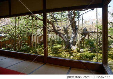 京都市左京區寶泉院銀行五葉松大原 113587446