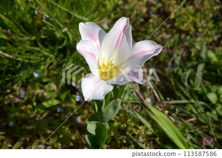 Tulip 113587586
