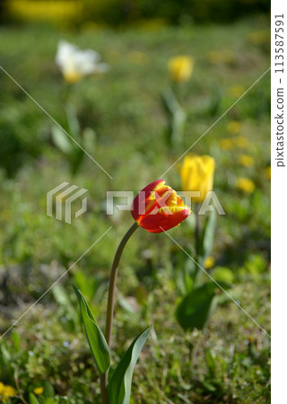 Tulip 113587591