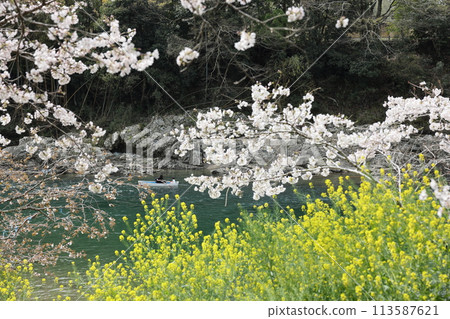 櫻淵公園新四郎櫻花節 113587621