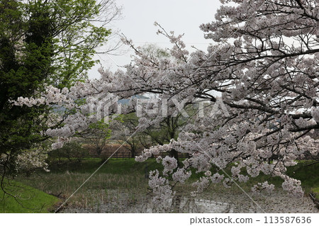 池塘和櫻花 113587636