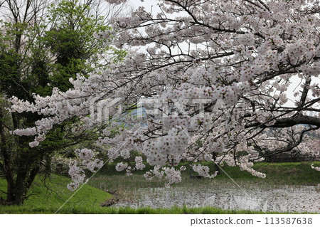 池塘和櫻花 113587638