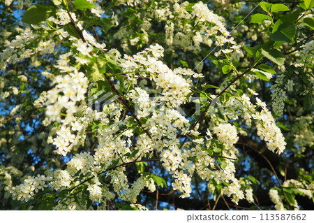 Prunus padus, bird cherry, hackberry, hagberry, or Mayday tree is a flowering plant. It is a species of cherry, a deciduous small tree or large shrub. Spring in Warsaw, blooming branches Prunus padus, bird cherry, hackberry, hagberry, or Mayday tree is a flowering plant. It is a species of cherry, a deciduous small tree or large shrub. Spring in Warsaw, blooming branches 113587662