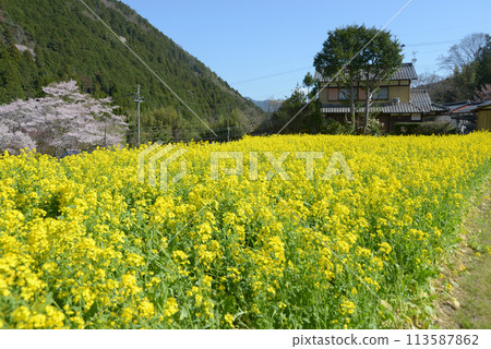 春天的京都大原，京都市左京區油菜花田 113587862
