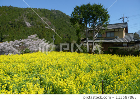Spring in Ohara, Kyoto, rapeseed flower field, Sakyo Ward, Kyoto City Spring in Ohara, Kyoto, rapeseed flower field, Sakyo Ward, Kyoto City 113587865