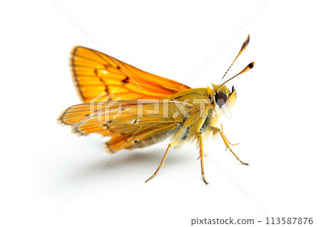 Beautiful Essex Skipper butterfly isolated on a white background. Side view Beautiful Essex Skipper butterfly isolated on a white background. Side view 113587876