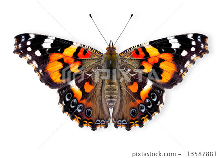Beautiful Red Admiral butterfly isolated on a white background with clipping path 113587881