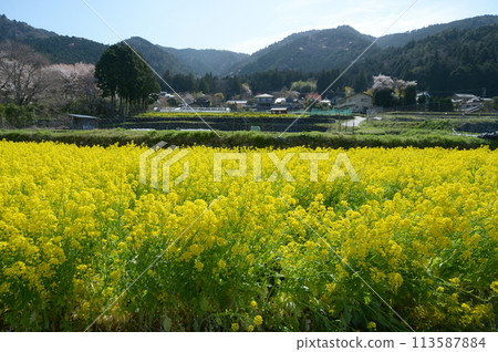 Spring in Ohara, Kyoto, rapeseed flower field, Sakyo Ward, Kyoto City Spring in Ohara, Kyoto, rapeseed flower field, Sakyo Ward, Kyoto City 113587884