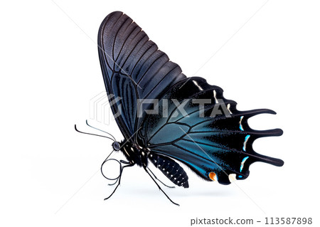 Beautiful Blue Mormon butterfly isolated on a white background. Side view 113587898