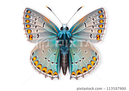 Beautiful Colorado Hairstreak butterfly isolated on a white background with clipping path Beautiful Colorado Hairstreak butterfly isolated on a white background with clipping path 113587900