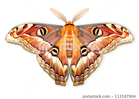 Beautiful Atlas Moth butterfly isolated on a white background with clipping path 113587904
