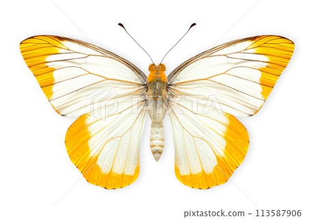 Beautiful Pieridae butterfly isolated on a white background with clipping path 113587906