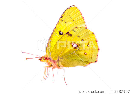 Beautiful Clouded Yellow butterfly isolated on a white background with clipping path. Side view. 113587907