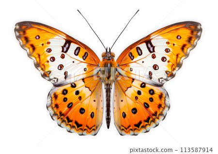 Beautiful Kaiser-i-Hind butterfly isolated on a white background with clipping path Beautiful Kaiser-i-Hind butterfly isolated on a white background with clipping path 113587914