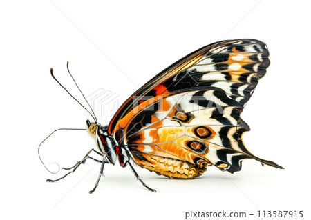 Beautiful Glory of Bhutan or Goliath butterfly isolated on a white background. Side view Beautiful Glory of Bhutan or Goliath butterfly isolated on a white background. Side view 113587915