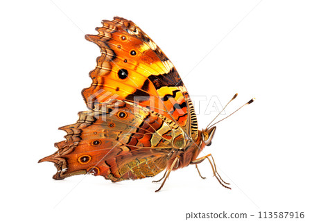 Beautiful Comma butterfly isolated on a white background. Side view Beautiful Comma butterfly isolated on a white background. Side view 113587916