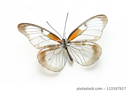 Beautiful Glasswing Yellow butterfly isolated on a white background with clipping path Beautiful Glasswing Yellow butterfly isolated on a white background with clipping path 113587917