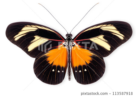 Beautiful Doris Longwing or Double-banded Postman butterfly isolated on a white background with clipping path Beautiful Doris Longwing or Double-banded Postman butterfly isolated on a white background with clipping path 113587918