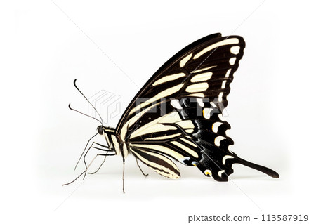 Beautiful Zebra Longwing butterfly isolated on a white background. Side view Beautiful Zebra Longwing butterfly isolated on a white background. Side view 113587919