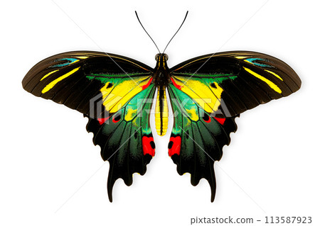 Beautiful Queen Alexandra's birdwing butterfly isolated on a white background with clipping path Beautiful Queen Alexandra's birdwing butterfly isolated on a white background with clipping path 113587923