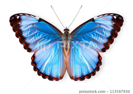 Beautiful Blue Morpho butterfly isolated on a white background with clipping path 113587930