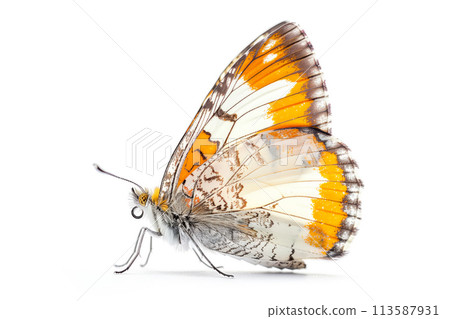 Beautiful Orange Tip butterfly isolated on a white background. Side view 113587931