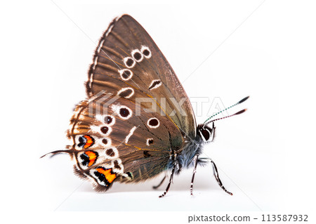 Beautiful Colorado Hairstreak butterfly isolated on a white background . Side view 113587932