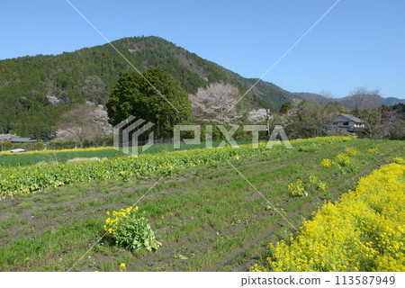 春天的京都大原,田園風光,京都市左京區 春天的京都大原,田園風光,京都市左京區 113587949