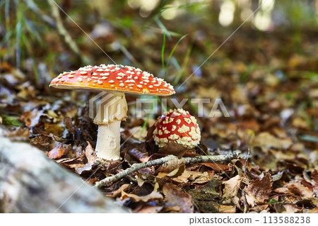 Poisonous Mushrooms Growing in the Woods 113588238