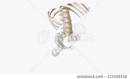 Abdomen Transverse, Axial skeleton Abdomen Transverse, Axial skeleton 113588338