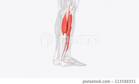 Posterior compartment muscles of right Iower leg Posterior compartment muscles of right Iower leg 113588351