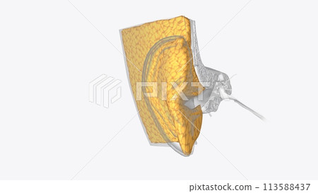 Ear Coronal Cross Section of Subcutaneous fat 113588437