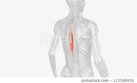 The spinalis is a deep muscle of the back The spinalis is a deep muscle of the back 113588438
