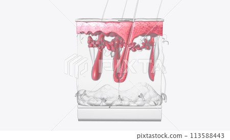 The epidermis is the most superficial layer of the skin The epidermis is the most superficial layer of the skin 113588443