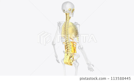 The axial connective tissue system 113588445