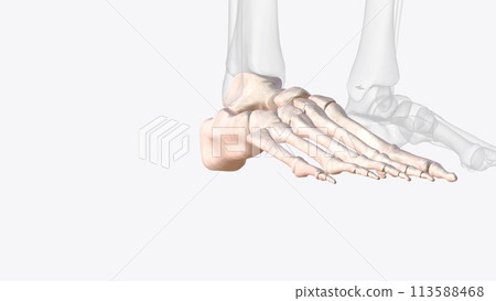 Bones of right ankle and foot Bones of right ankle and foot 113588468