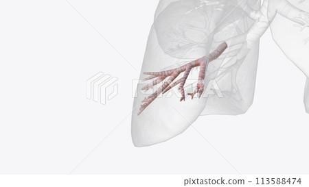 Bronchopulmonary segmental anatomy describes the division of the lungs into segments based on the tertiary or segmental bronchi 113588474