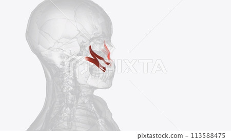 The brachialis (brachialis anticus), also known as the Teichmann muscle, is a muscle in the upper arm that flexes the elbow 113588475