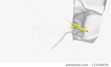 Nerves of the head and neck 113588476