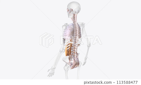 The axial connective tissue system 113588477