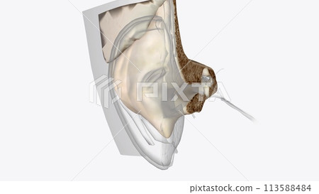 Ear Coronal Cross Section of Bones of head 113588484