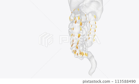 Epiploic appendages are normal outpouchings of peritoneal fat on the anti-mesenteric surface of the colon Epiploic appendages are normal outpouchings of peritoneal fat on the anti-mesenteric surface of the colon 113588490