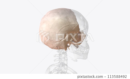 There are eight bones considered to be part of the neurocranium 113588492
